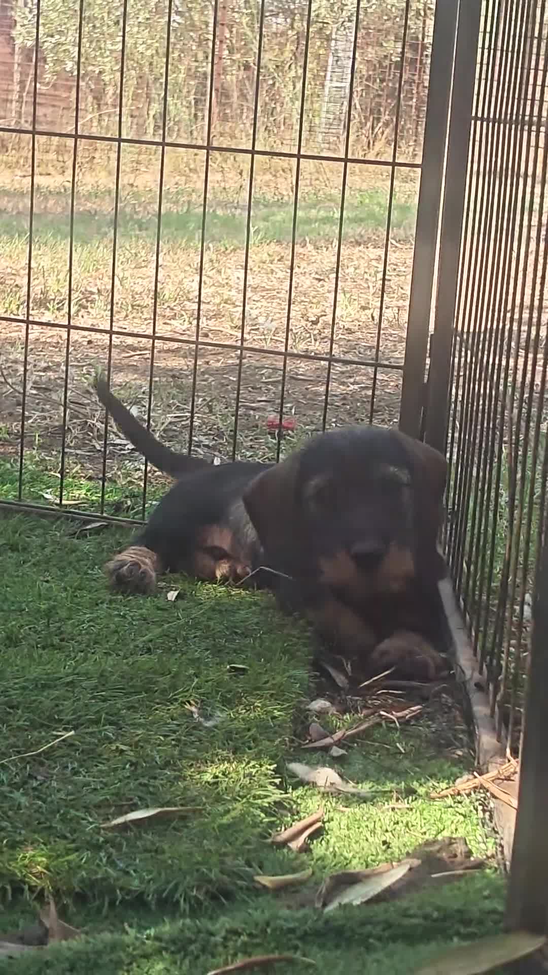 Bassotto cani in vendita: Cuccioli di bassotto a pelo duro - Video 1