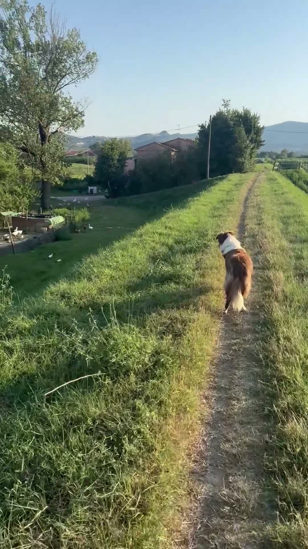 Bearded Collie cani in regalo: Cucciolo Border Collie a Provincia di Prato - Video 1