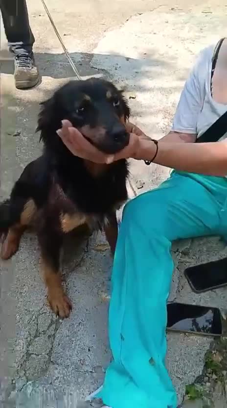 Meticcio cani in regalo: Cagnoline taglia piccola  - Video 2