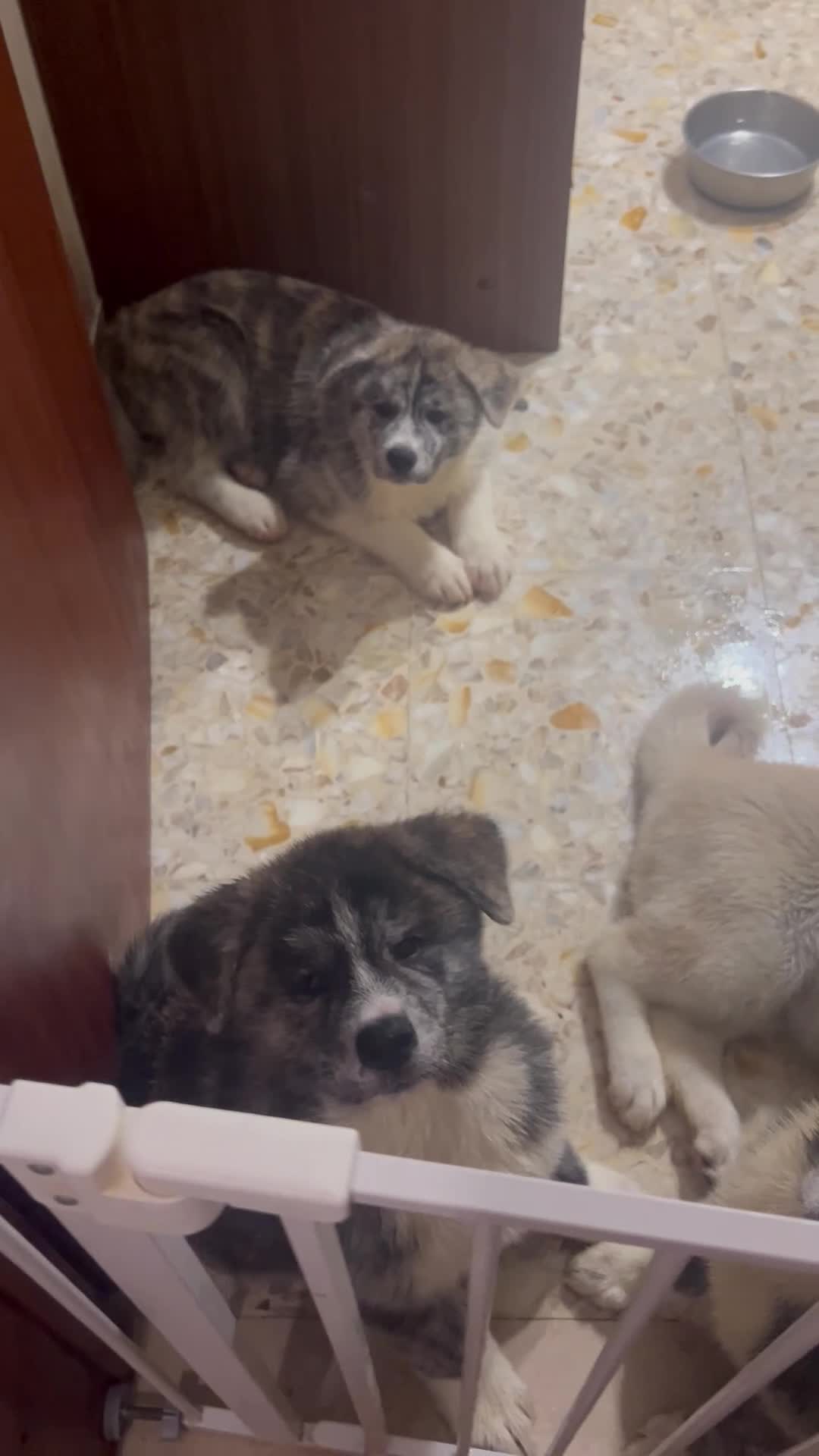Akita Inu cani in vendita: Cuccioli di Akita inu - Video 1