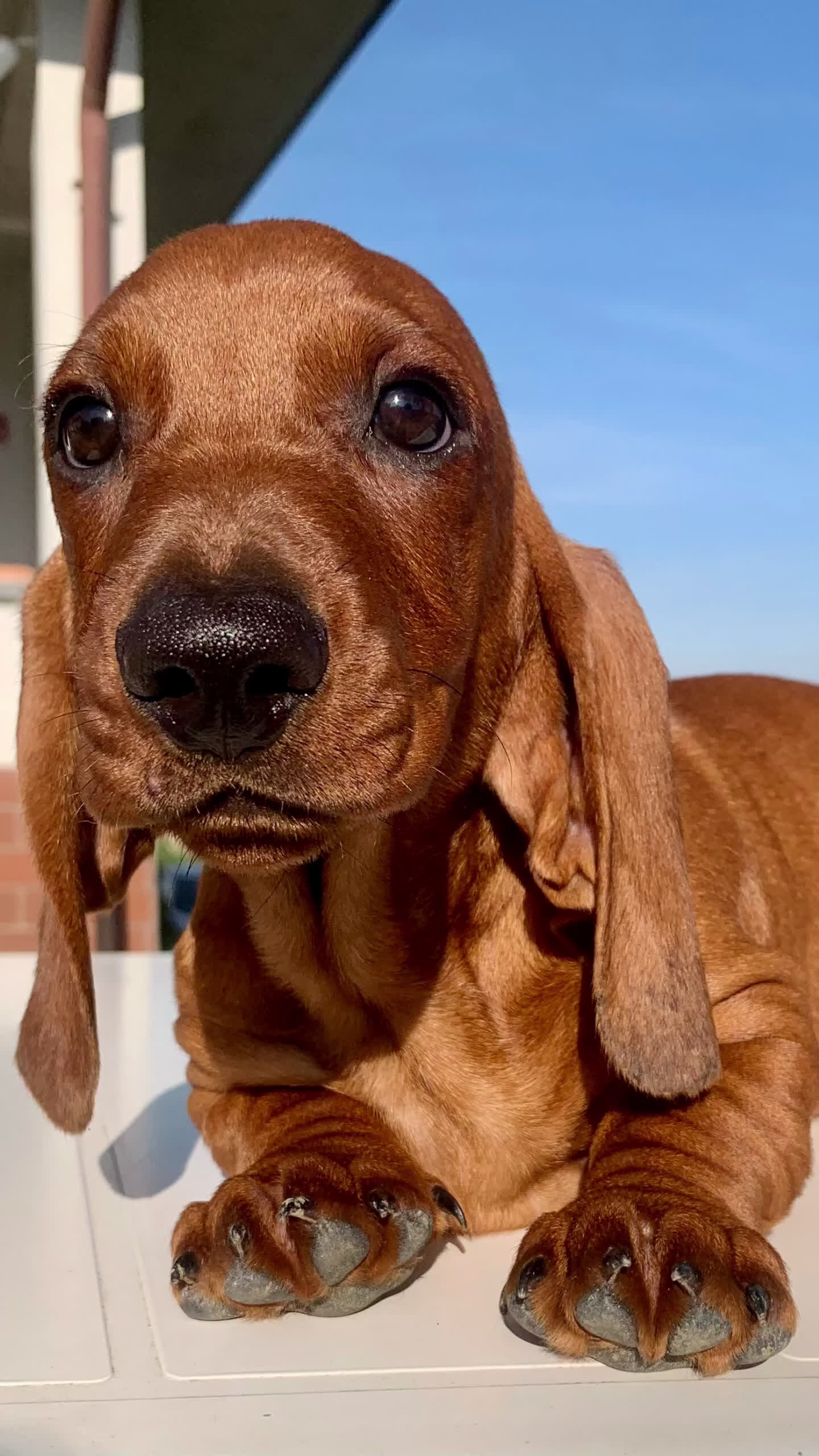 Bassotto cani in vendita: CUCCIOLO BASSOTTO STANDARD PELO CORTO - Video 1