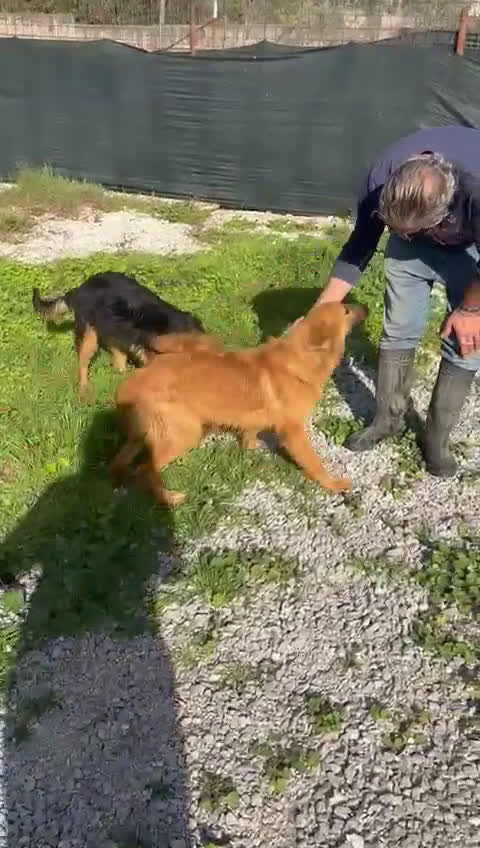 Meticcio cani in regalo: LUCE cucciolotta 5 Mesi  - Video 2