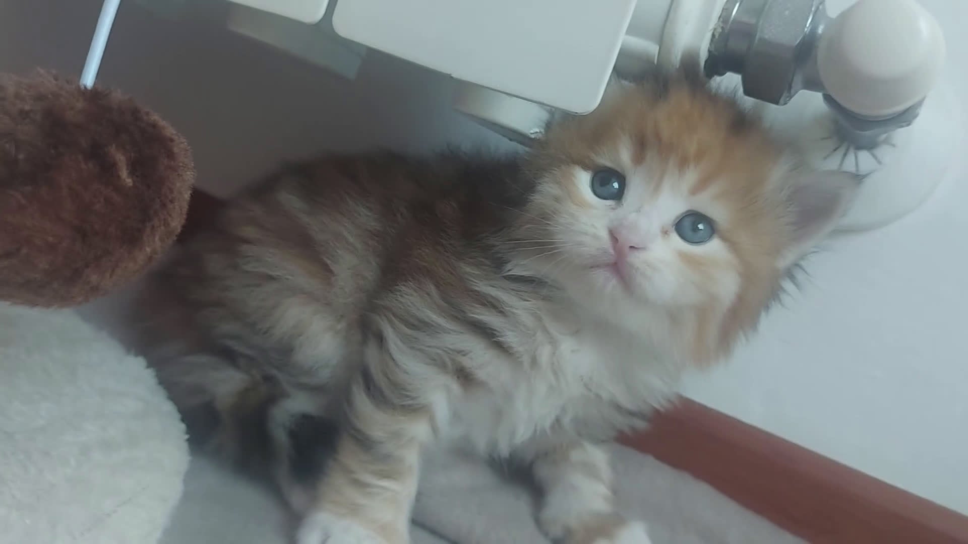 Siberiano gatti in vendita: Cuccioli di gatto Siberiano Certificati  - Video 2