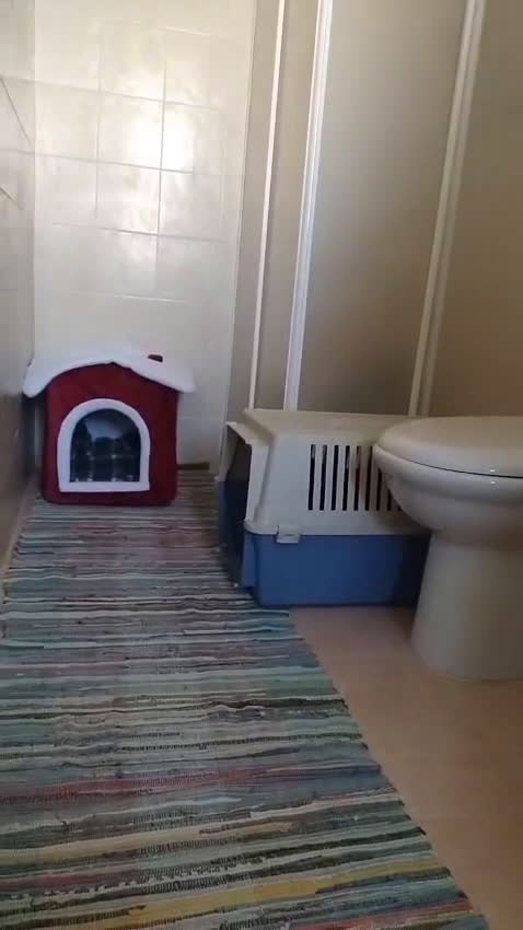 Meticcio gatti in regalo: Salem, 6 mesi, bellissimo micetto  - Video 1