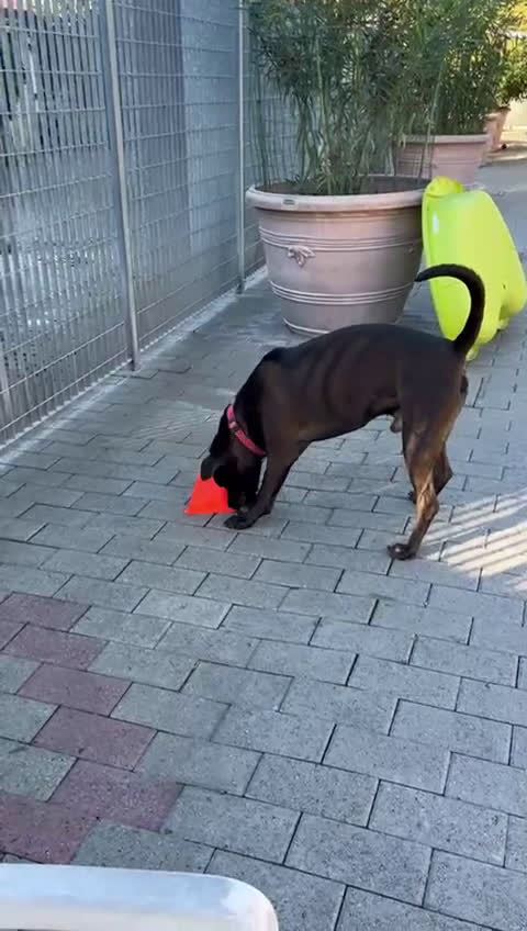 Meticcio cani in regalo: NIGEL PIT - Video 1