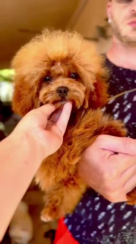 Barboncino cani in vendita: Barboncino - Video 1
