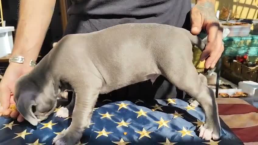 Pitbull cani in vendita: American Pitbull Terrier con pedigree - Video 2