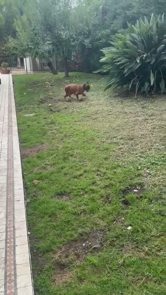 Boxer cani in vendita: Boxer cuccioli disponibili - Video 1