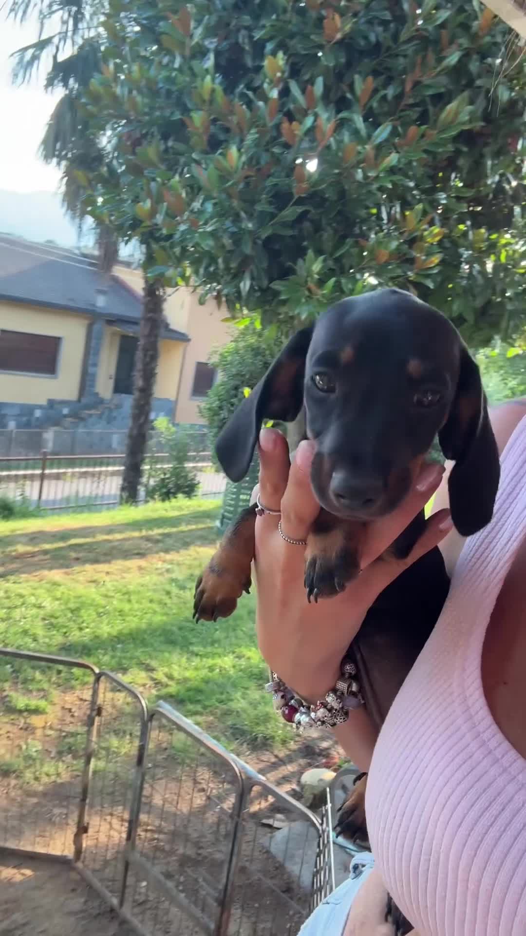 Bassotto cani in vendita: Bassotto - Video 1