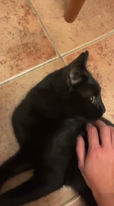 Europeo gatti in regalo: LILLO DOLCISSIMO  MICETTO NERO - Video 1
