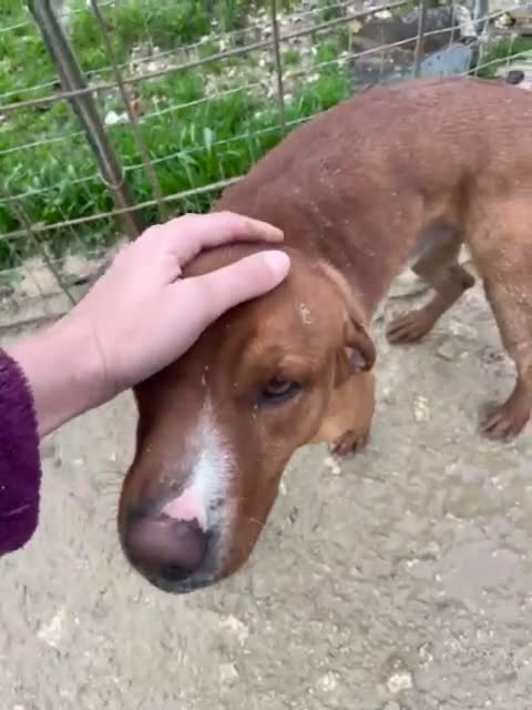 Meticcio cani in regalo: OCCHIONI INVISIBILI - Video 1