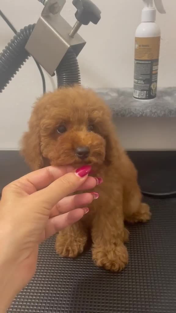 Barboncino Toy cani in vendita: Barbncino toy - Video 1