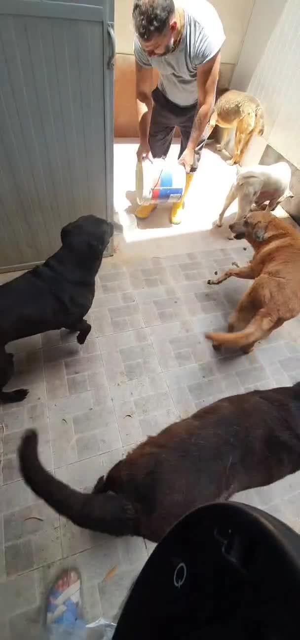 Labrador cani in regalo: Neve, Labrador femmina in Canile - Video 3