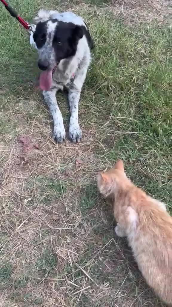 Meticcio cani in regalo: SERENA 🩷 QUESTO SORRISO MERITA UNA CASA 🙏🏻🥹 a Provincia di Reggio Emilia - Video 2