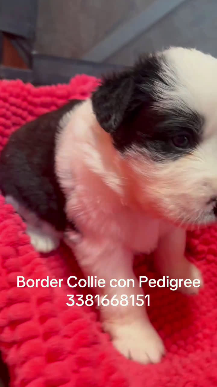 Border Collie cani in vendita: Border collie  - Video 1