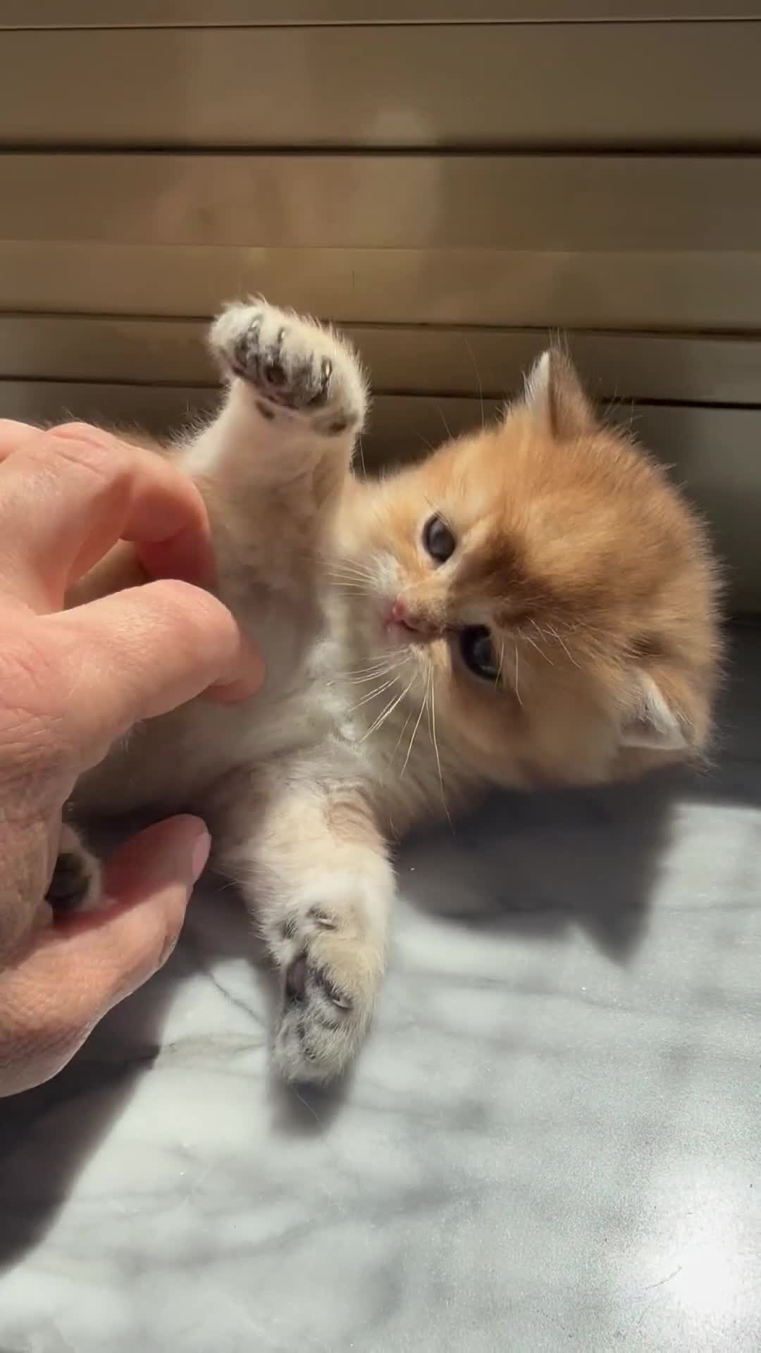 British gatti in vendita: British maschi  - Video 1