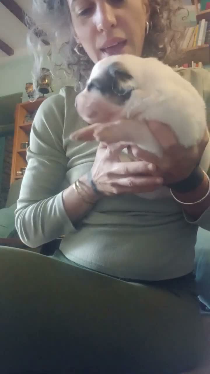 Cane da Montagna dei Pirenei cani in vendita: Cuccioli di Cane da Montagna dei Pirenei  - Video 4
