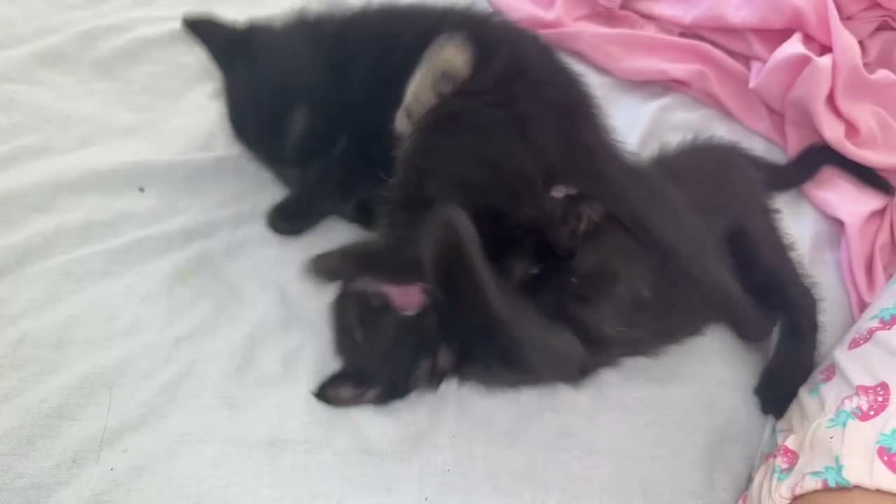 Altre razze gatti in vendita: 🩷🩷GATTINI🩷🩷Piccolini💓 Disponibile da NOVEMBRE - Video 4