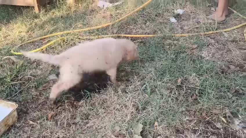 Meticcio cani in regalo: Cuccioli meticci cercano casa - Video 1