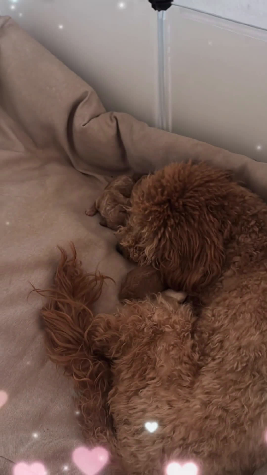 Barboncino cani in vendita: Cucciolata barboncini nani - Video 1