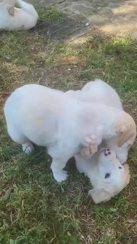 Levriero cani in vendita: Cuccioli di Levriero Borzoi disponibili a Provincia di Pesaro e Urbino - Video 3