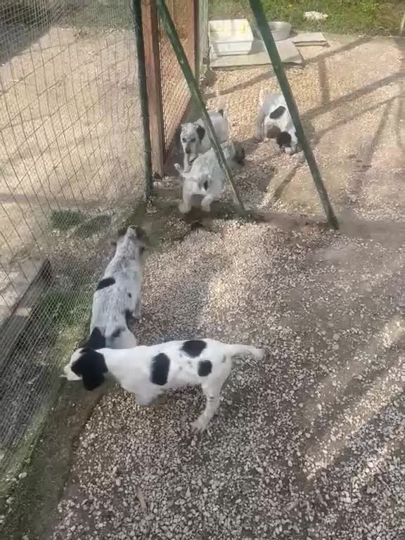 Meticcio cani in regalo: 3 TENERE SORELLINE - Video 5