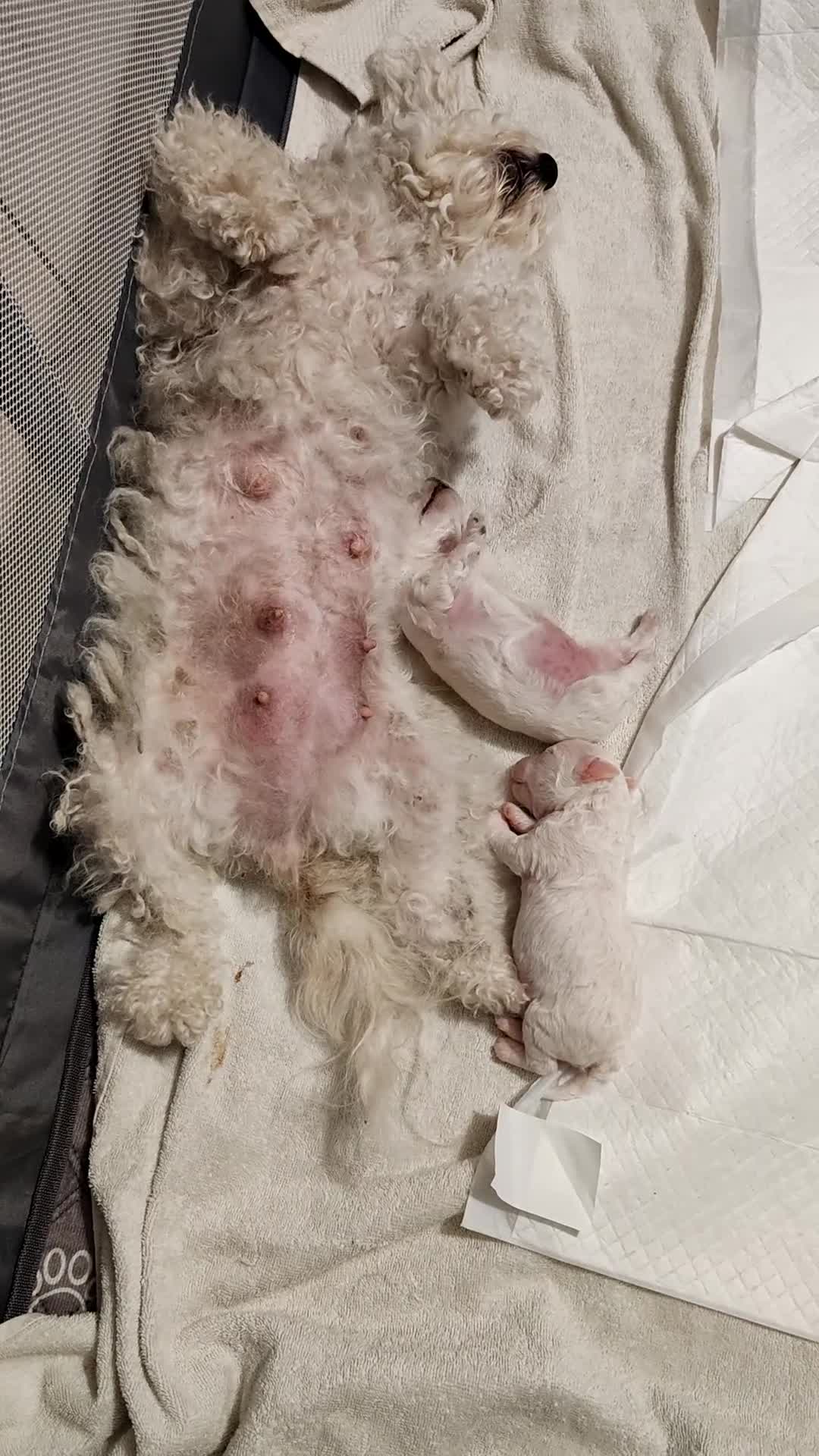 Bolognese cani in vendita: Vendo cuccioli Bolognese  - Video 1