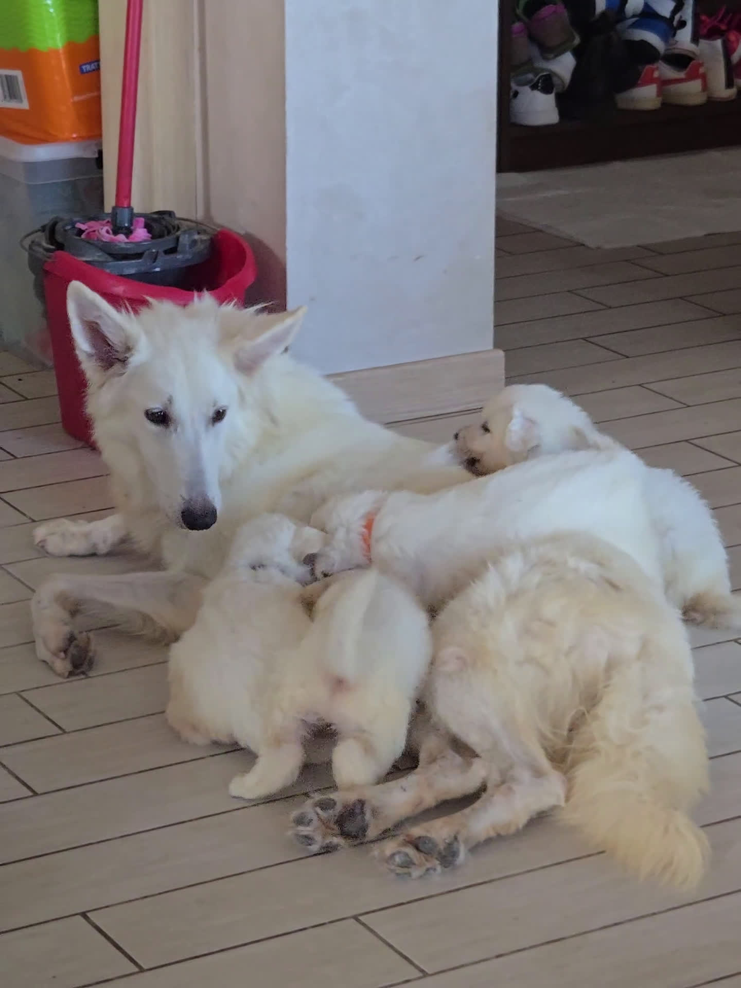 Pastore Svizzero cani in vendita: Cuccioli di pastore svizzero bianco - Video 1