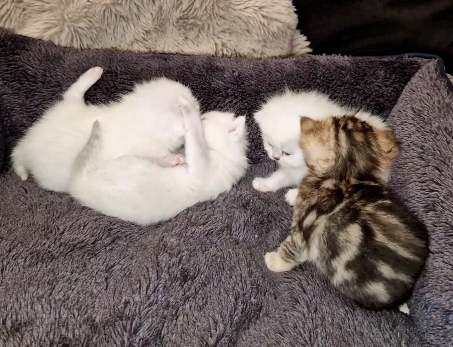 British gatti in vendita: British shorthair e longhair  - Video 4