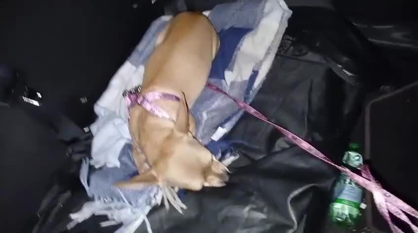 Chihuahua cani in vendita: Chihuahua bellissimi e dolcissimi - Video 3