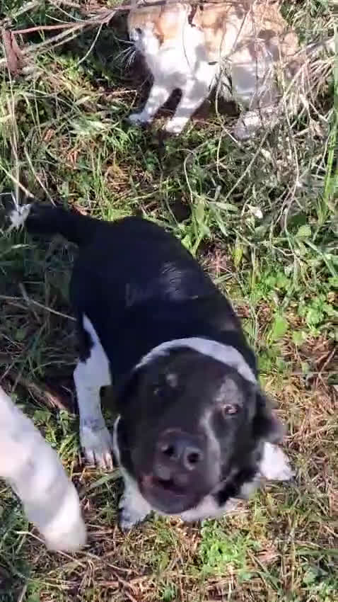 Meticcio cani in regalo: CI ADOTTI? - Video 1