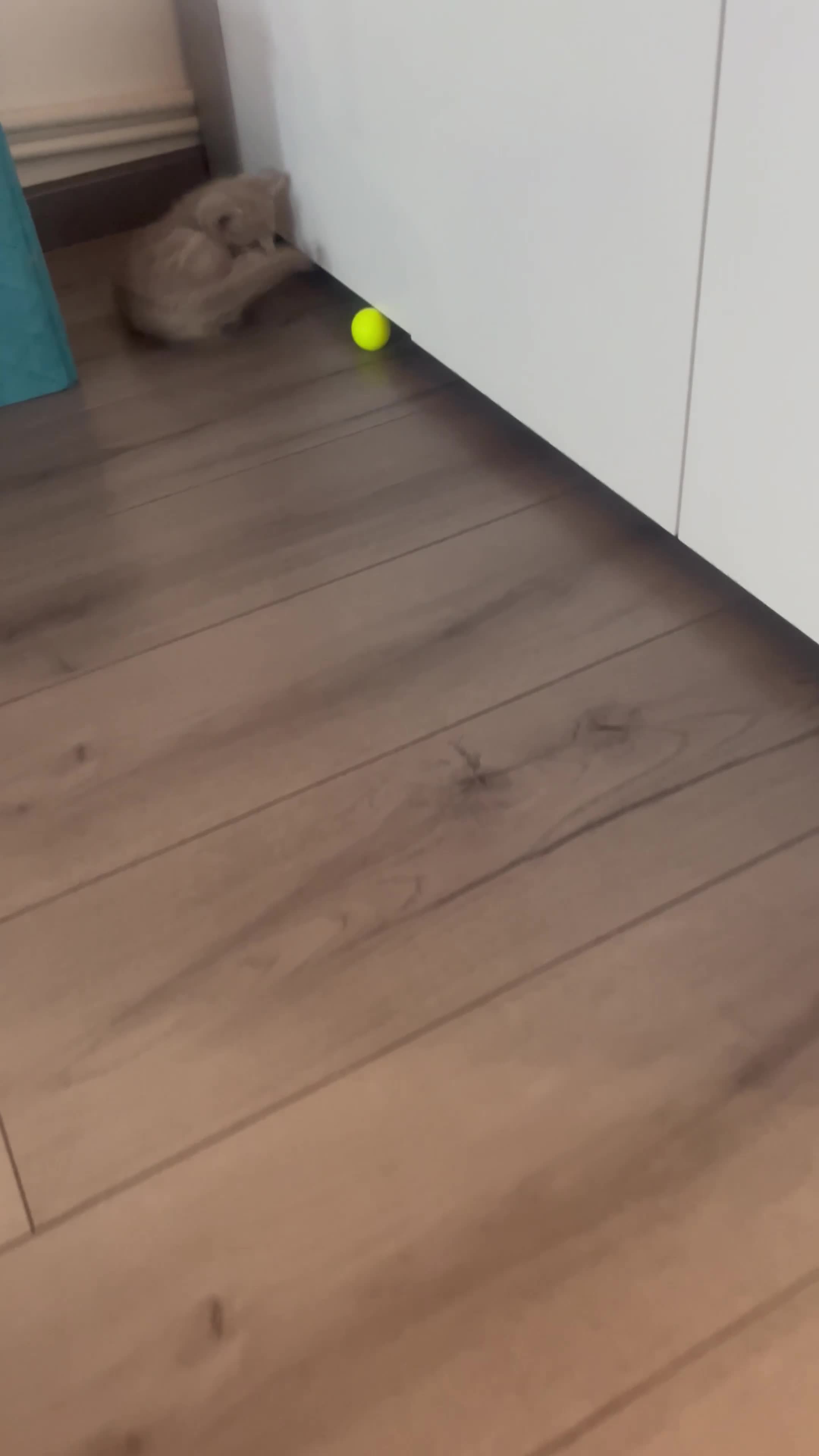 Scottish gatti in vendita: Gattini Scottish - Video 1