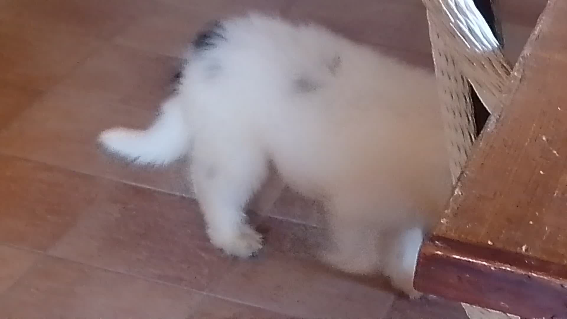 Altre razze cani in vendita: Romanian Mioritic shepherd dog  - Video 1
