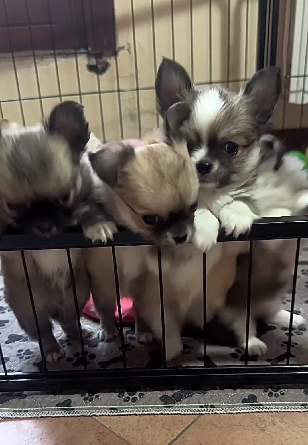 Chihuahua cani in vendita: cuccioli maschi pelo lungo con pedigree ENCI/FCI - Video 3