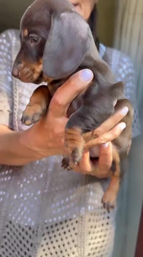 Bassotto cani in vendita: Bassotti tedeschi cuccioli  - Video 1