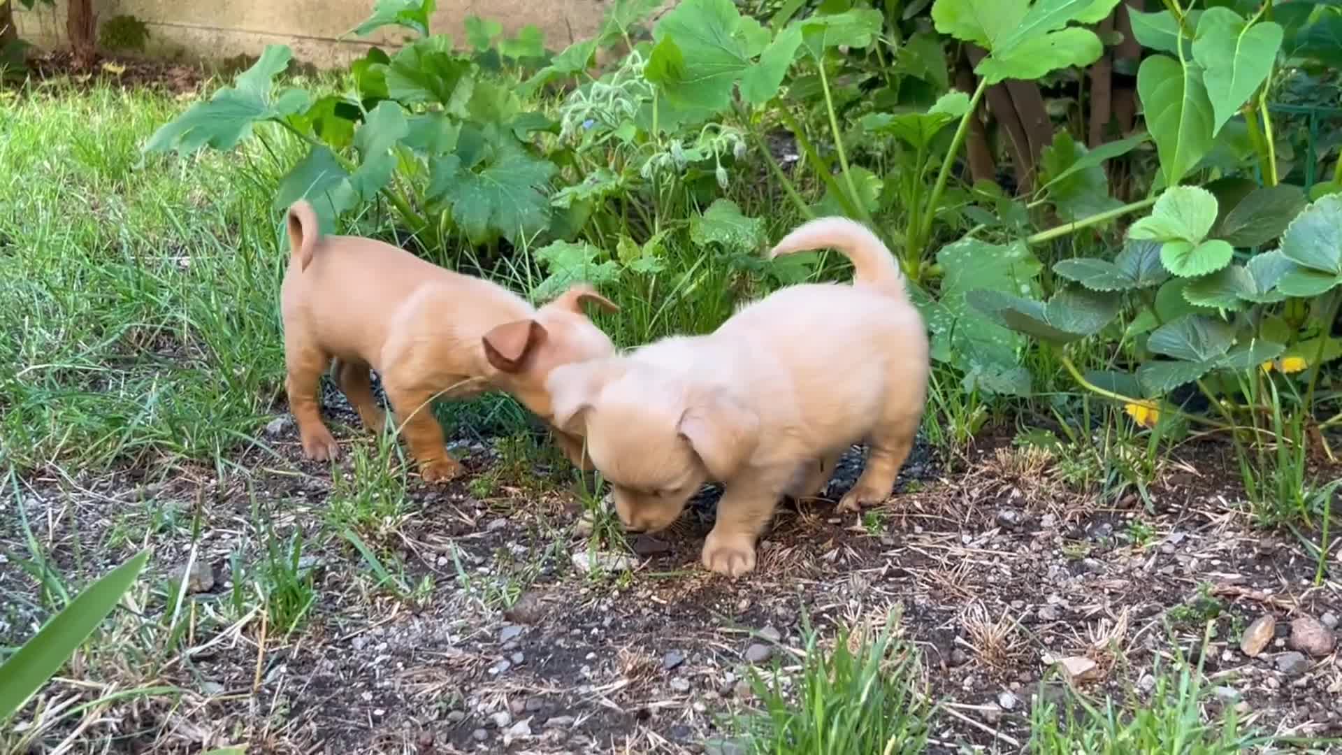 Pinscher Tedesco cani in vendita: Pincher-chihuahua pelo lungo M F a Città metropolitana di Reggio Calabria - Video 3