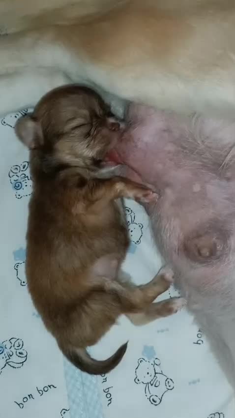 Chihuahua cani in vendita: Cuccioli di chihuahua  - Video 1