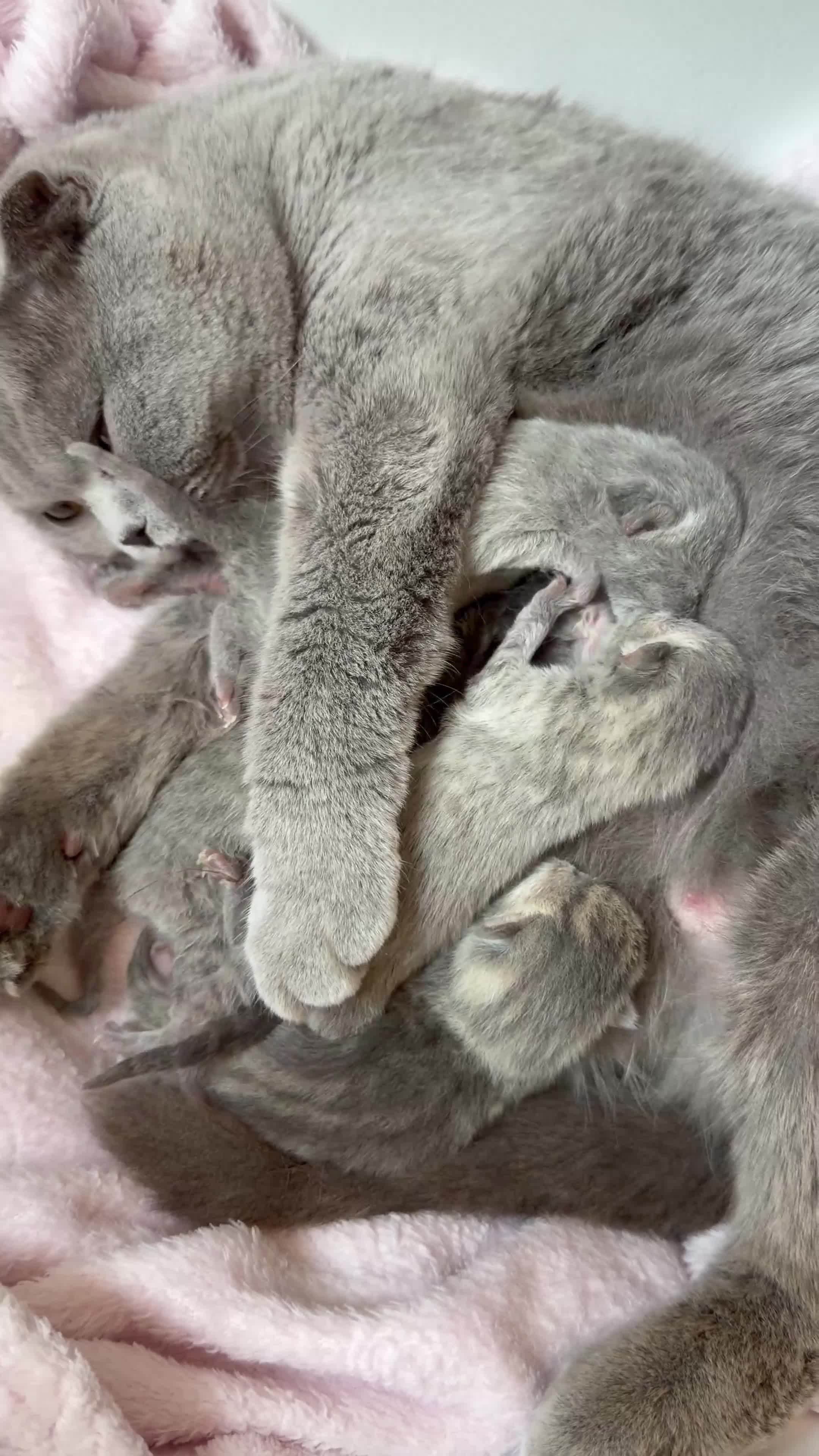 Scottish gatti in vendita: Cuccioli Scottish Straight & Scottish Fold - Video 2