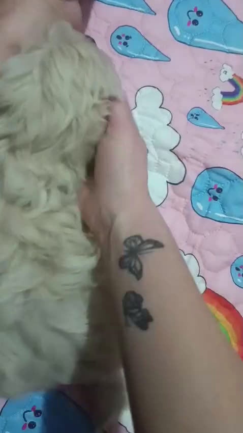 Maltese cani in vendita: Maltese cucciolo genitori con pedigree ENCI - Video 2