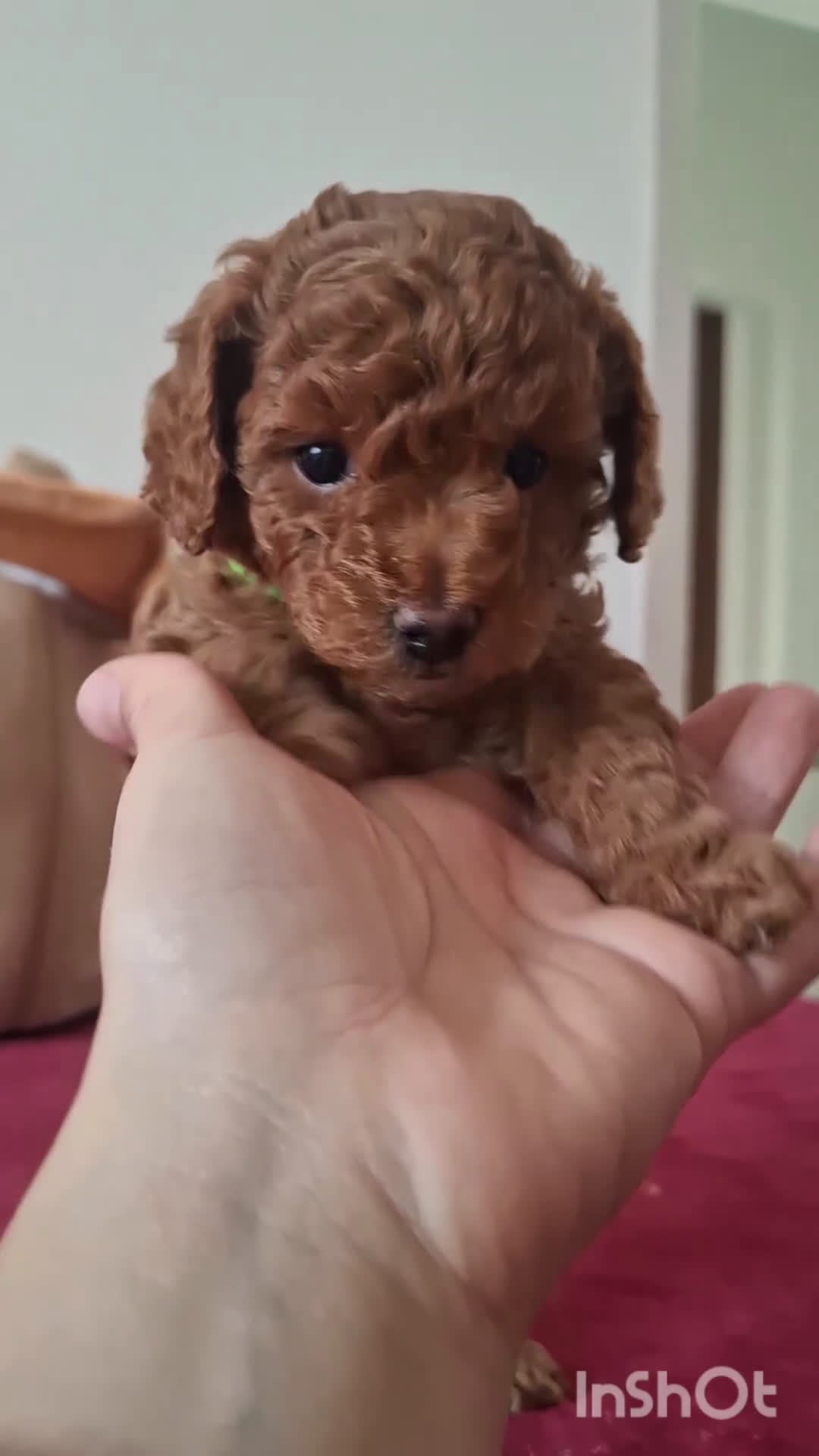 Barboncino cani in vendita: Barboncino nano - Video 3