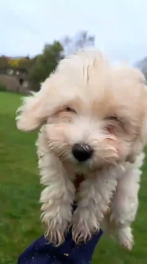 Maltipoo cani in vendita: ULTIMO CUCCIOLO MALTIPÒO BIANCO - Video 4