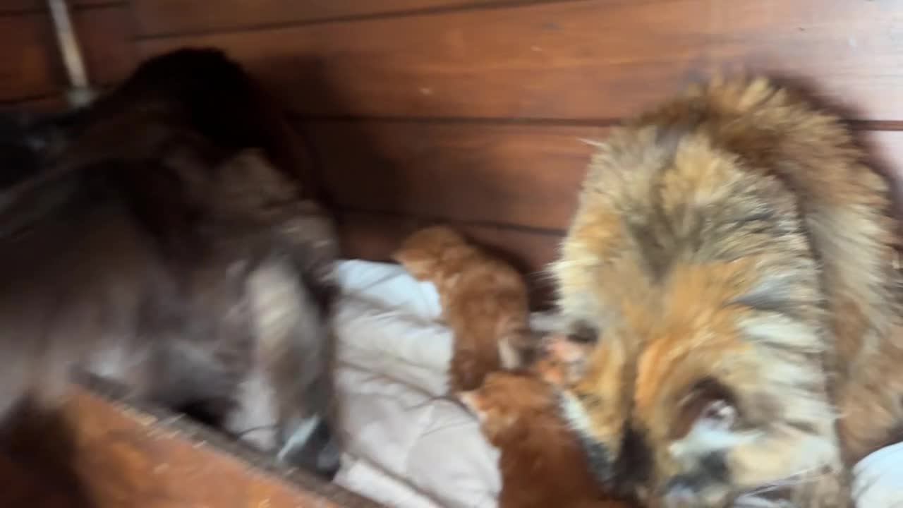 Maine Coon gatti in vendita: Maine coon cuccioli (Austin X Bastet) - Video 1