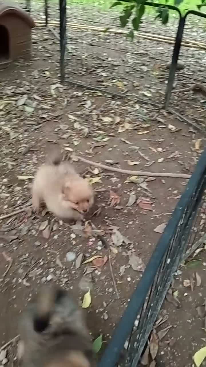 Spitz cani in vendita: Spitz tedesco piccolo, volpino - Video 1