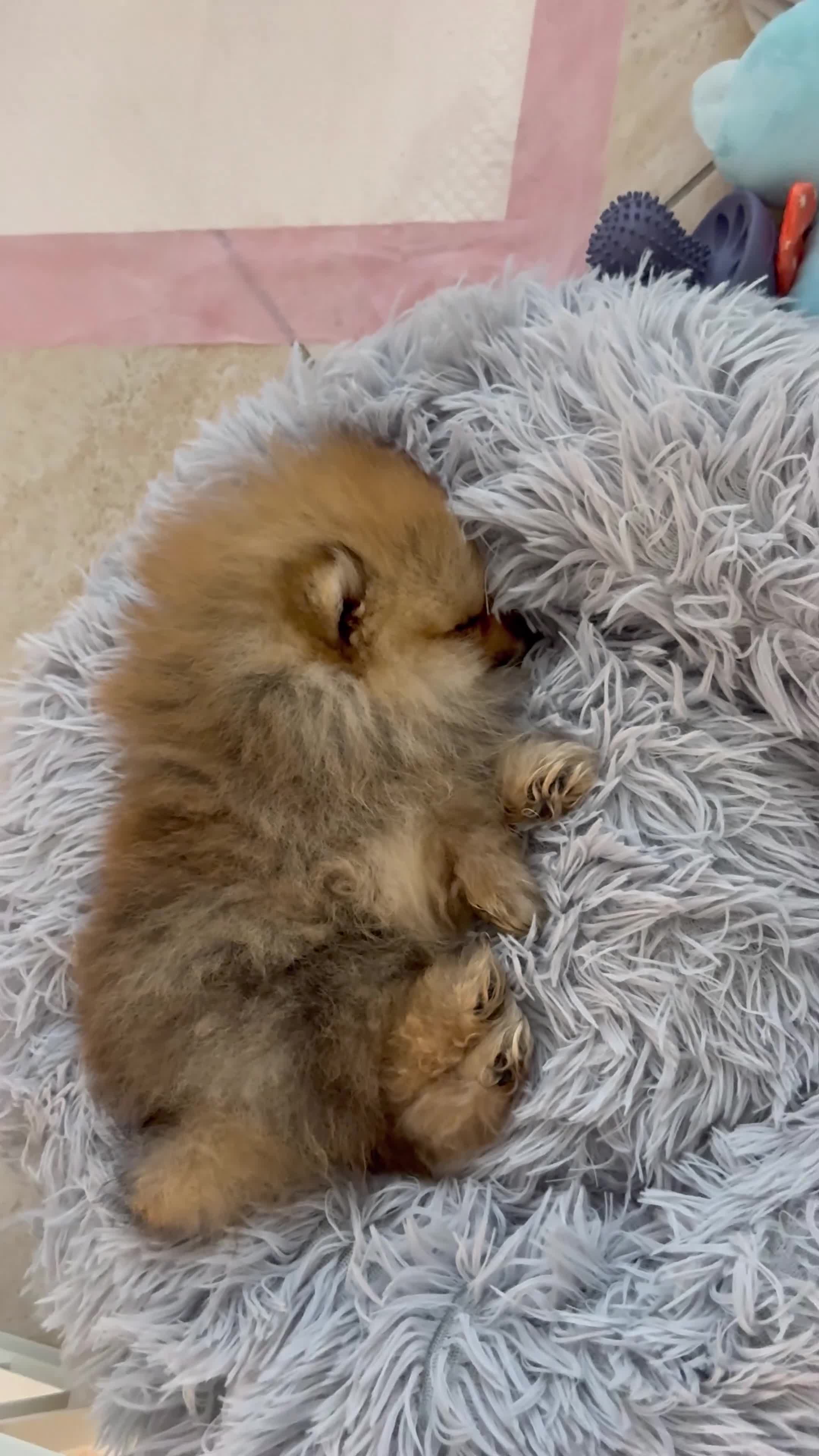 Volpino Pomerania cani in vendita: cucciola di Pomerania femmina di 4 mesi a Provincia di Forlì-Cesena - Video 2