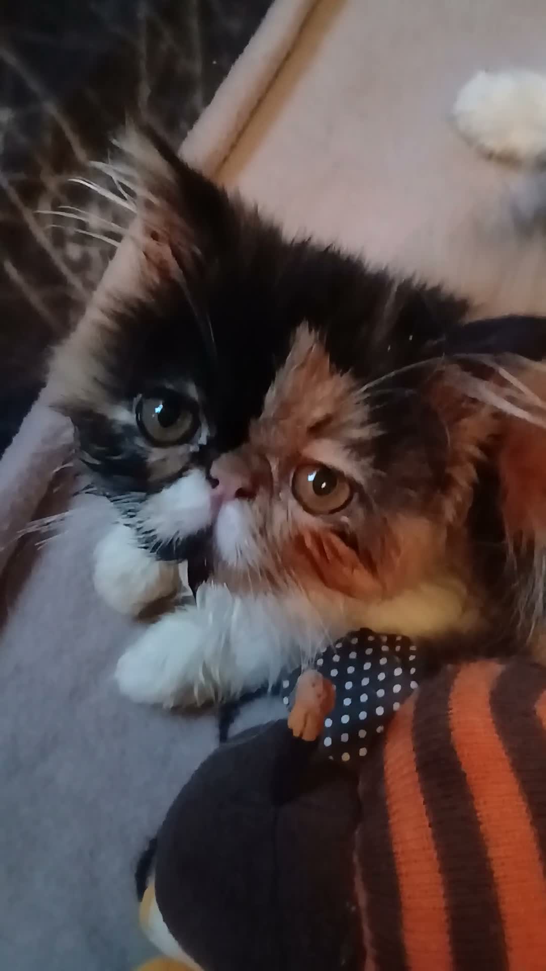 Persiano gatti in vendita: Persiana calico  - Video 1