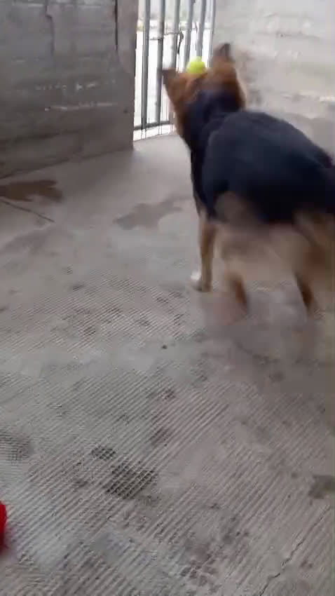 Meticcio cani in regalo: Cagnolina di taglia media piccola  - Video 2