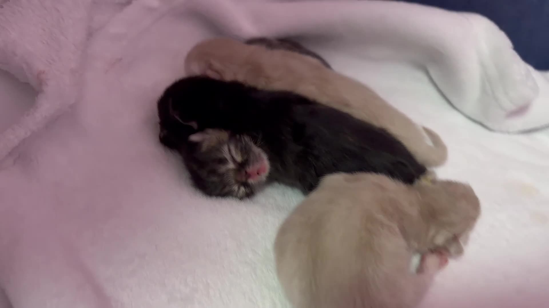 Persiano gatti in vendita: cucciolata gattini persiani - Video 1