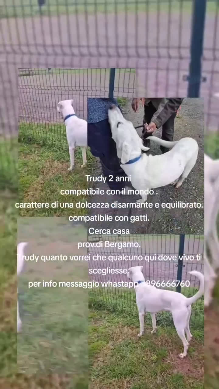 Meticcio cani in regalo: L'ULTIMA CHIAMATA PER TRUDY - Video 1