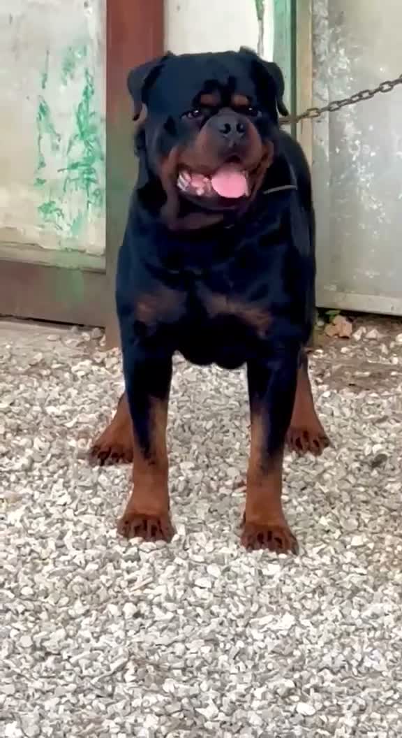Rottweiler cani in vendita: Cuccioli rottweiller - Video 1