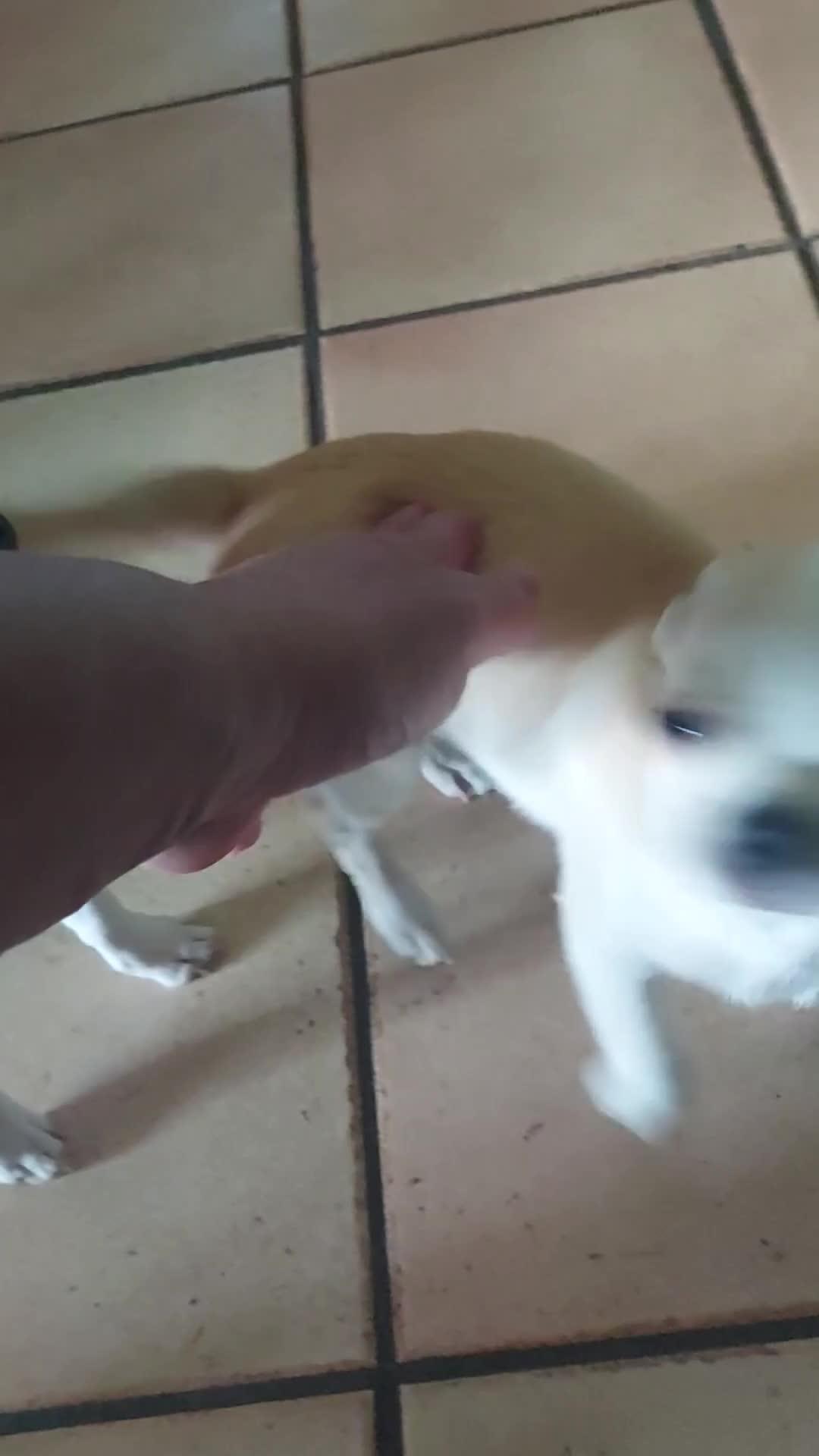 Chihuahua cani in vendita: Cucciola chihuahua femmina con pedigree  - Video 1